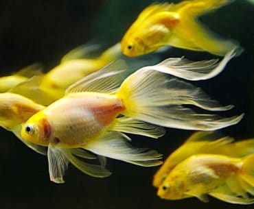 Pompa Aquarium Yang Bagus