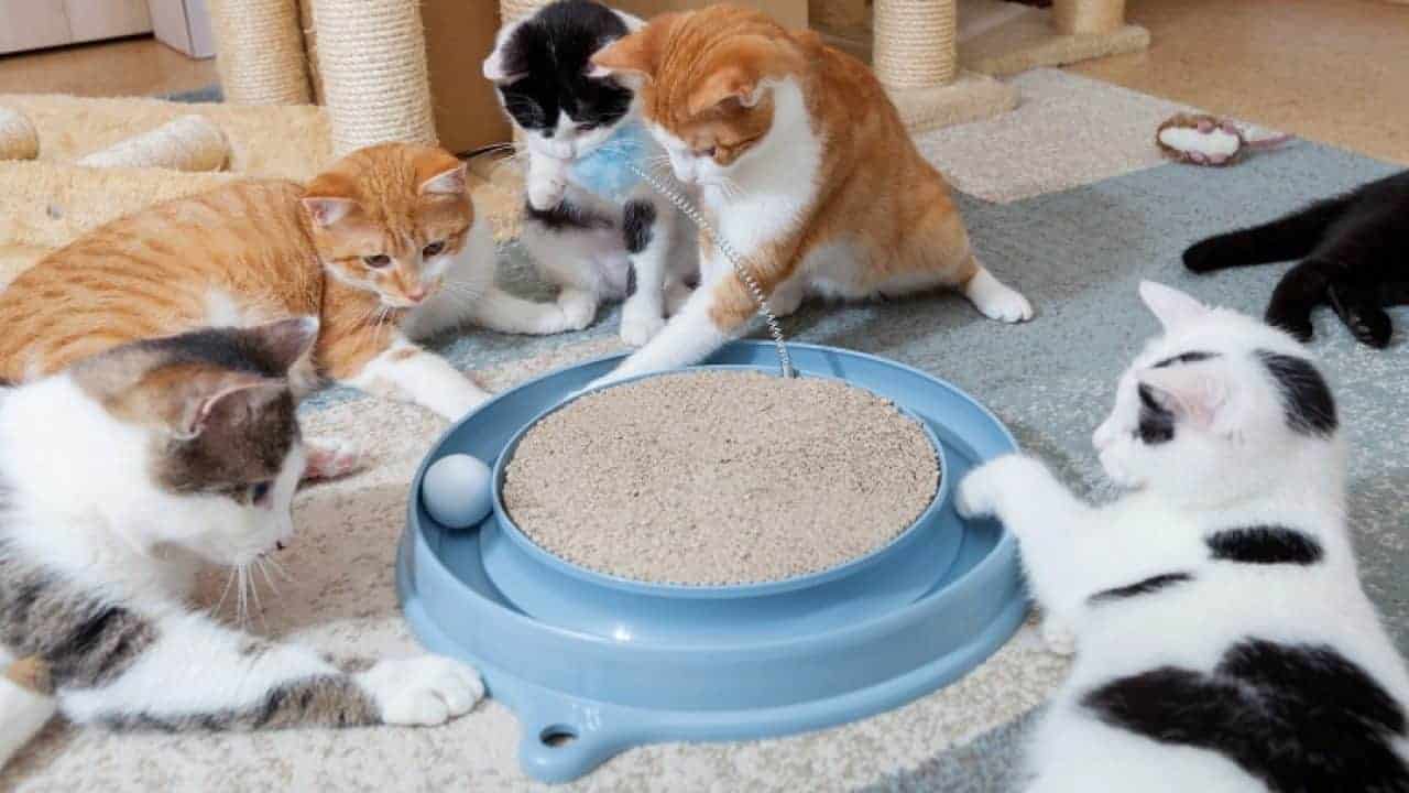 Great Cat Toys