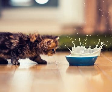 Susu Terbaik Untuk Kucing