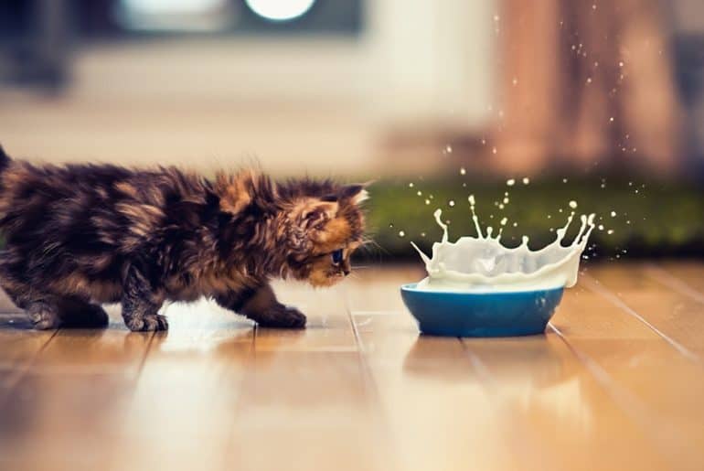 10+ Rekomendasi Susu Untuk Bayi Kucing Terbaik (Terbaru 2025) Susu Terbaik Untuk Kucing