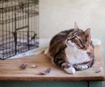 Kandang Kucing Terbaik