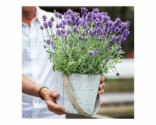 Best Mosquito Repellent Plants - Lavender Flower Seeds