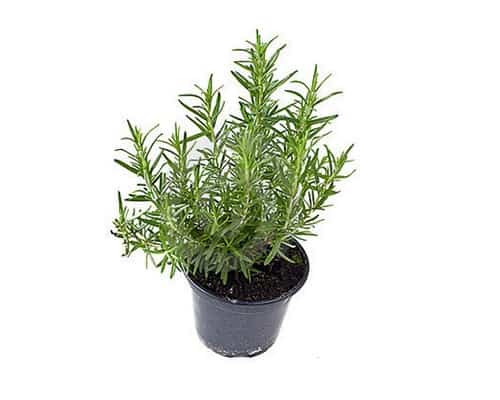 Best Mosquito Repellent Plants - Rosemary Flower Seeds