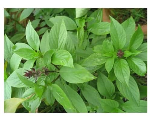 The Best Mosquito Repellent Plants - Basil Plant Seeds