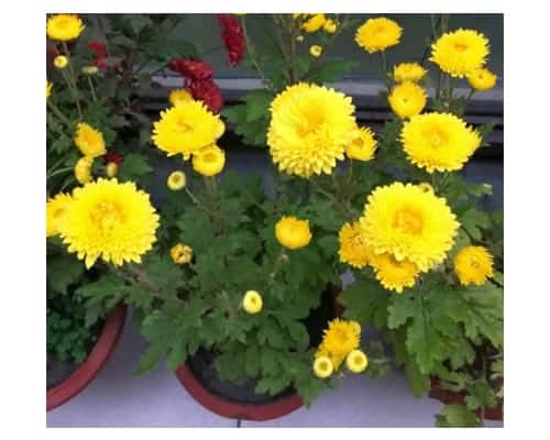 Best Mosquito Repellent Plants - Chrysanthemum Plants