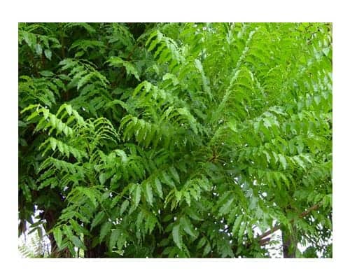 Best Mosquito Repellent Plants - Neem Plants