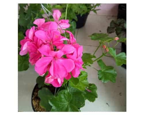 Tanaman Pengusir Nyamuk Terbaik - Tanaman Pink Rose Geranium