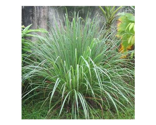 Best Mosquito Repellent Plant - Fragrant Lemongrass Plant