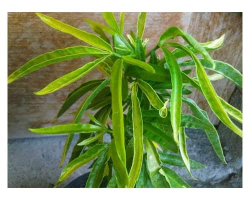 Best Mosquito Repellent Plant - Zodia Plant