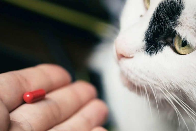 10+ Rekomendasi Vitamin Terbaik Untuk Kucing (Terbaru 2025) Vitamin Kucing Terbaik