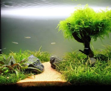 Penjernih Aquarium Filter Terbaik