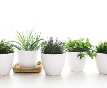 Warna Pot Bunga Terbaik