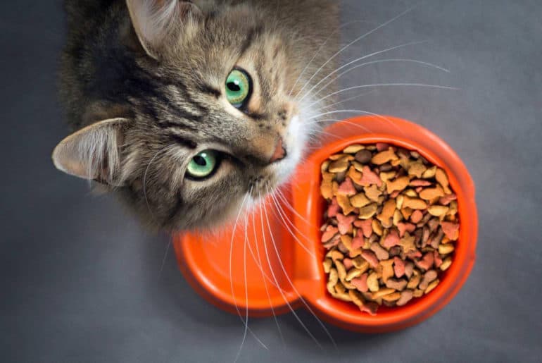 10+ Rekomendasi Makanan Kering Kucing (Dry Food) Terbaik (Terbaru 2025) Makanan Kering Kucing Dry Food Terbaik