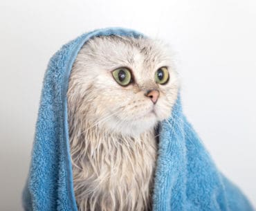Rekomendasi Shampo Kucing Terbaik