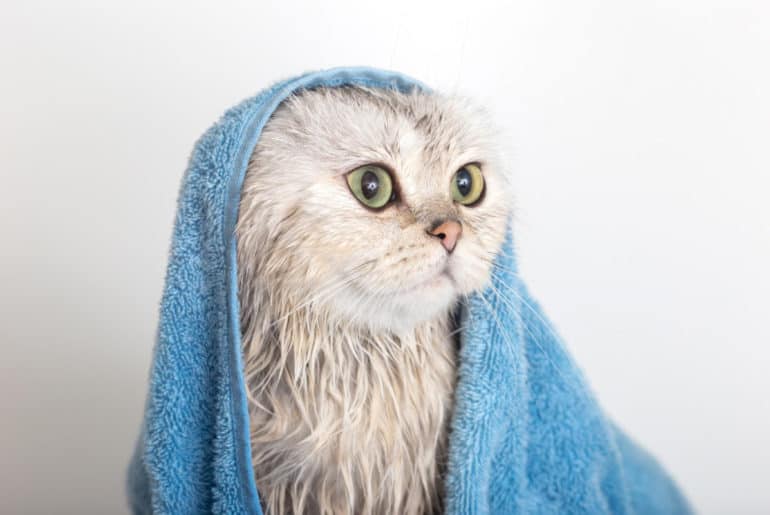 Rekomendasi Shampo Kucing Terbaik