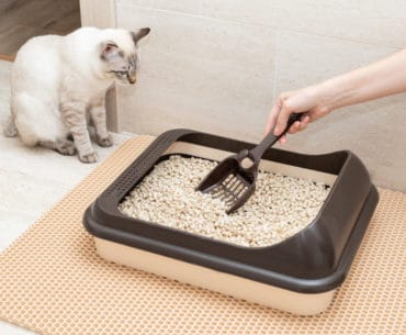 Cat Litter Pasir Kucing Terbaik