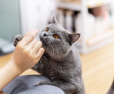 Snack Untuk Kucing