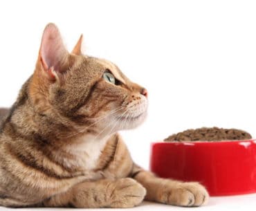 Tempat Makan Kucing Terbaik