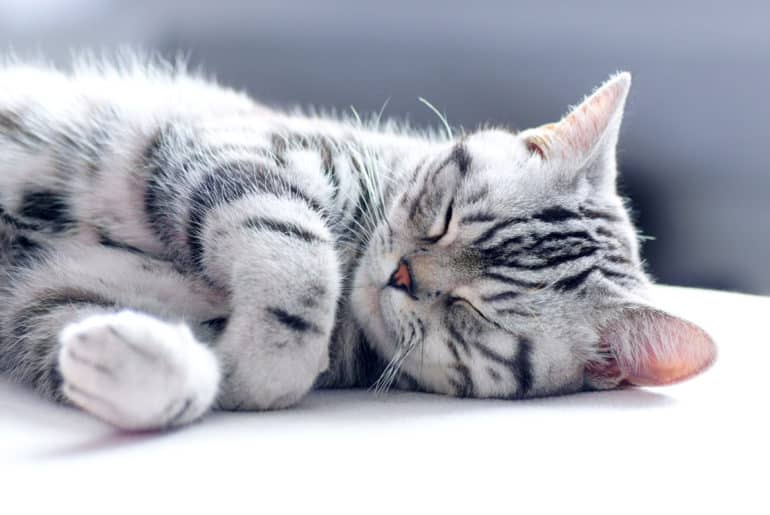 Tempat Tidur Kucing Mewah Nyaman