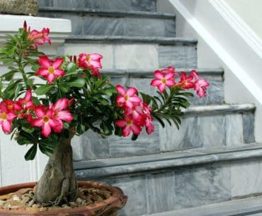 Bonsai Bagus Adenium