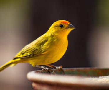 Pakan Burung Kenari