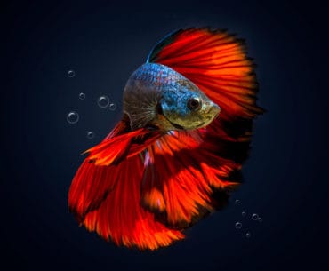 Pelet Ikan Cupang Terbaik