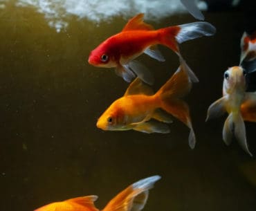 Makanan Ikan Mas Terbaik