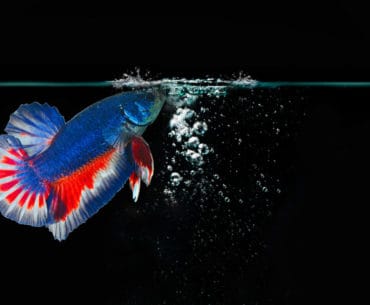 Aquarium Ikan Cupang Minimalis