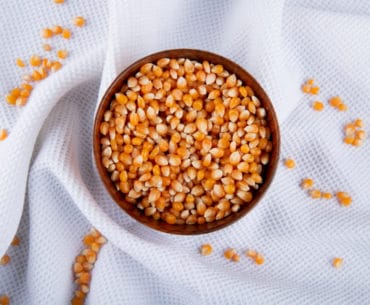 Benih Jagung