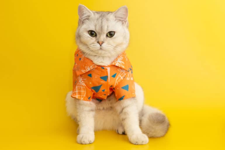 10+ Rekomendasi Baju Kucing Lucu (Terbaru 2025) Pakaian Kucing