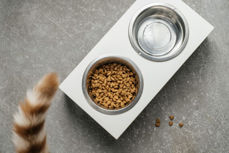 Makanan Kucing Yang Murah