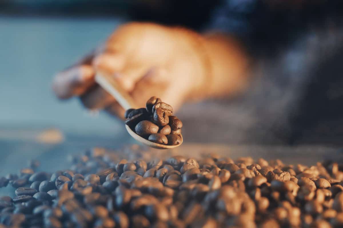 Kopi Luwak
