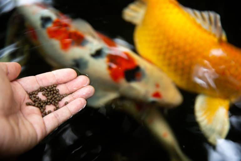 Makanan Ikan Protein Tinggi