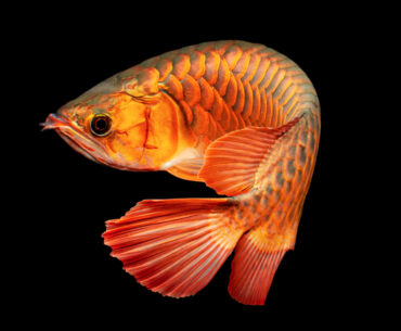 Ikan Arwana